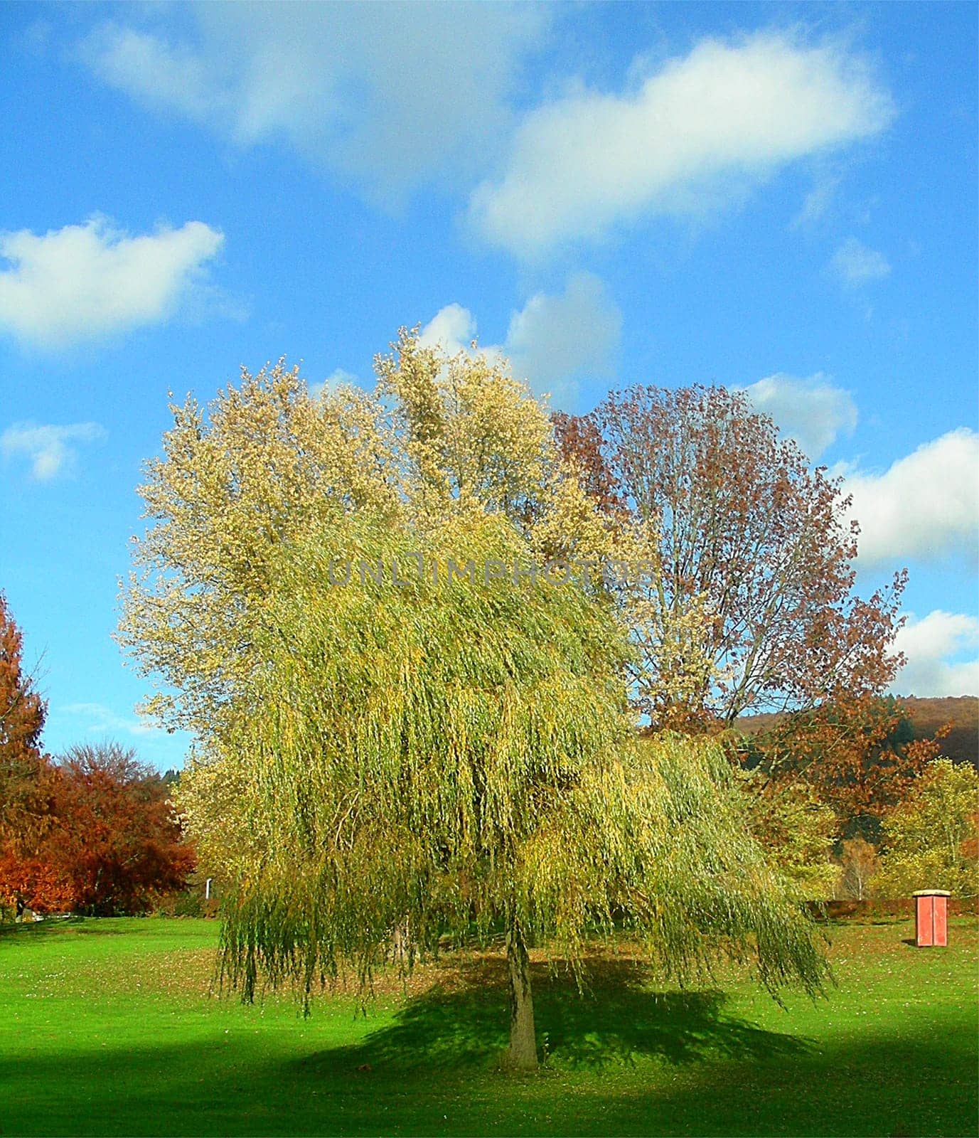 In the Autumn Park