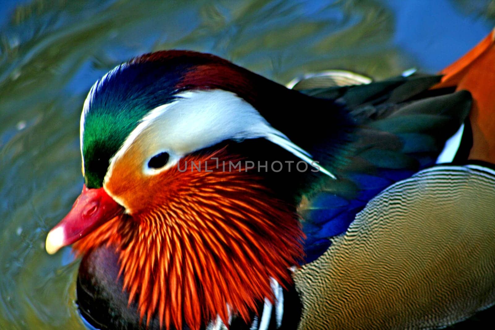 Mandarin duck