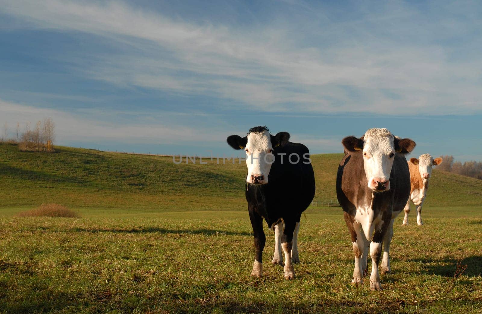 I would like to have some advice from you. Should I take out the cow on the left edge or not. I tend to take it out because it's not quite on it! Maybe I would like to have some opinions...!:-)