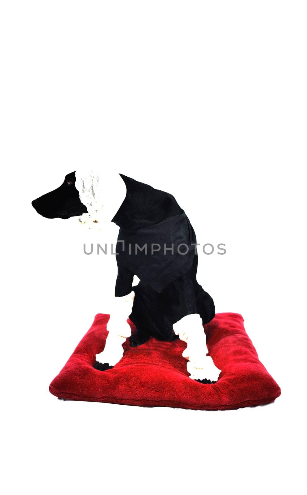 Dog cap