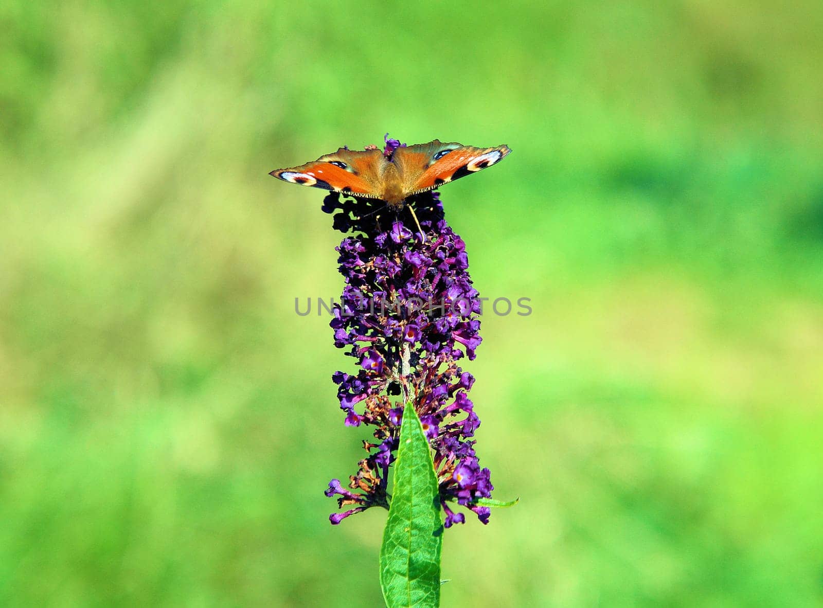 Butterfly breakfast