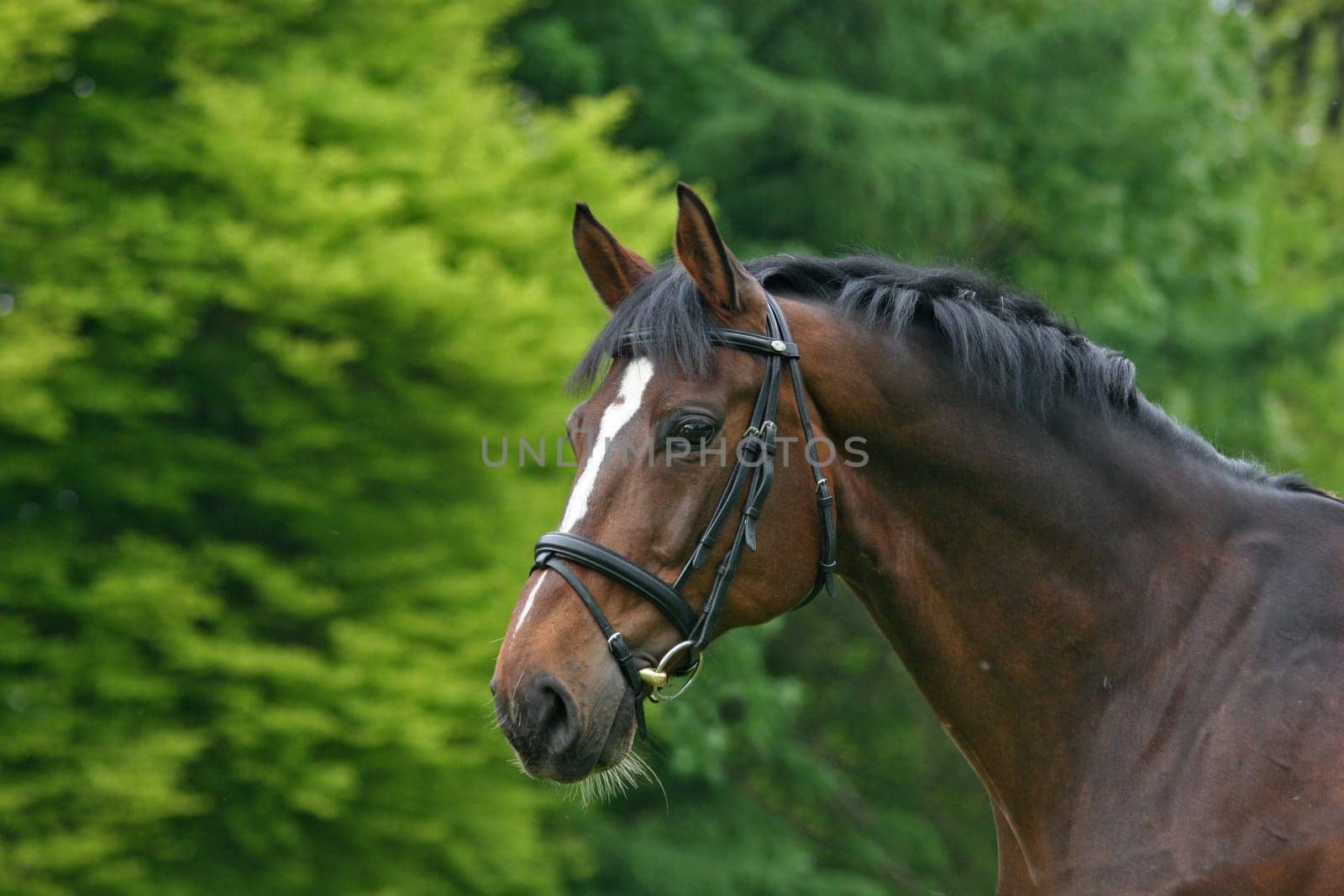 Warmblood stallion