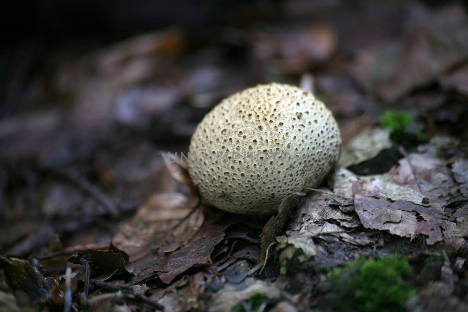Potato bovist