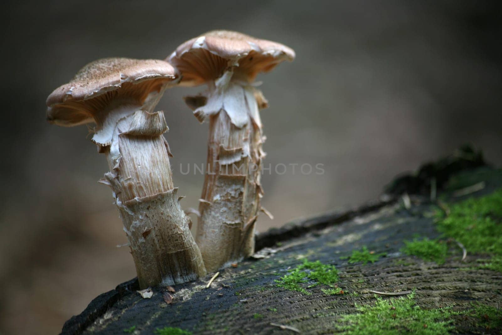 Two young Hallimasche on a tree stump