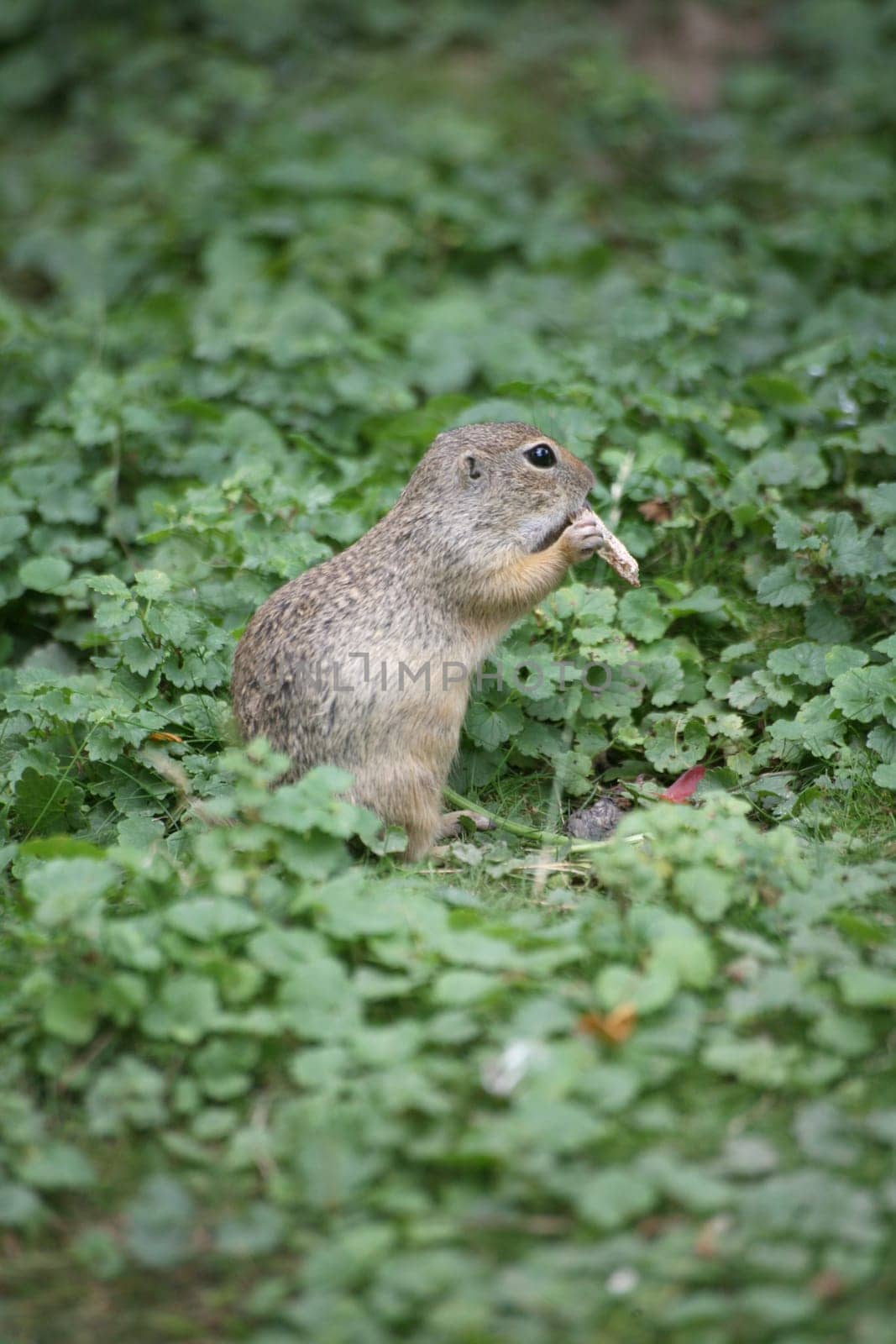 European ground squirrel