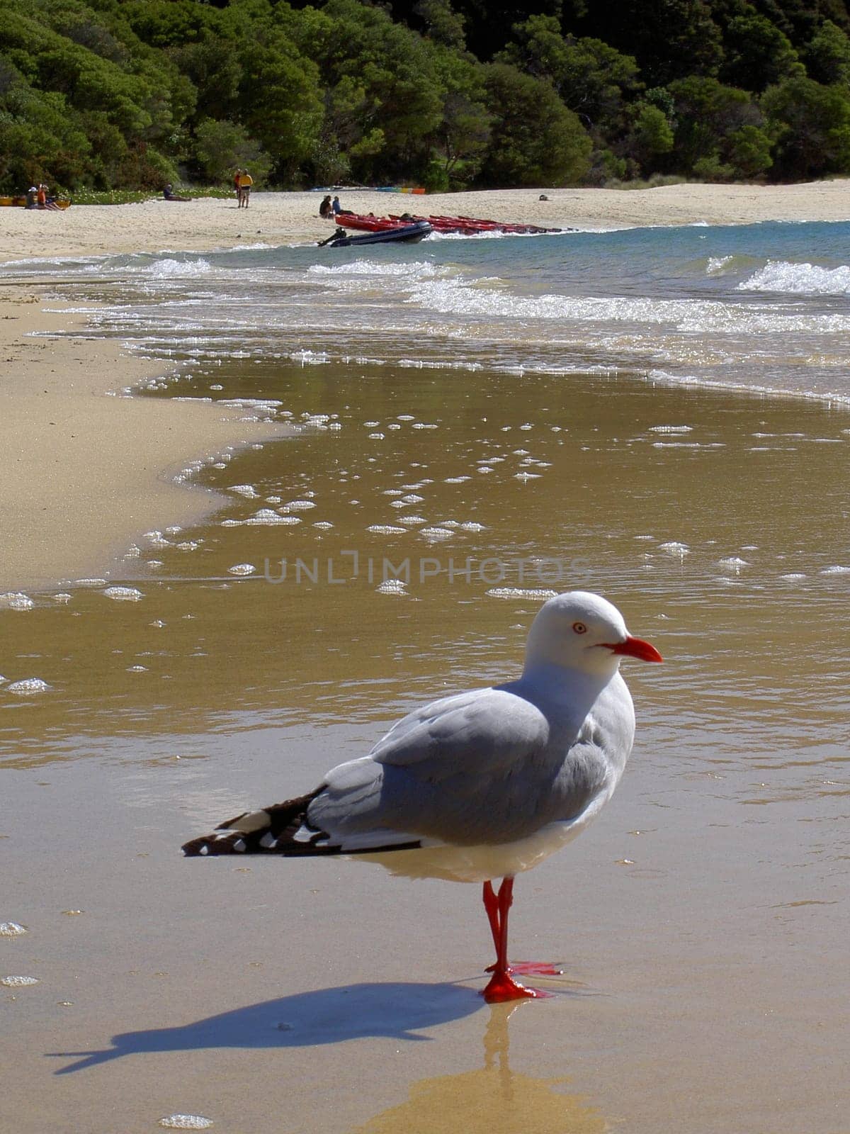 Seagull in New Zealand