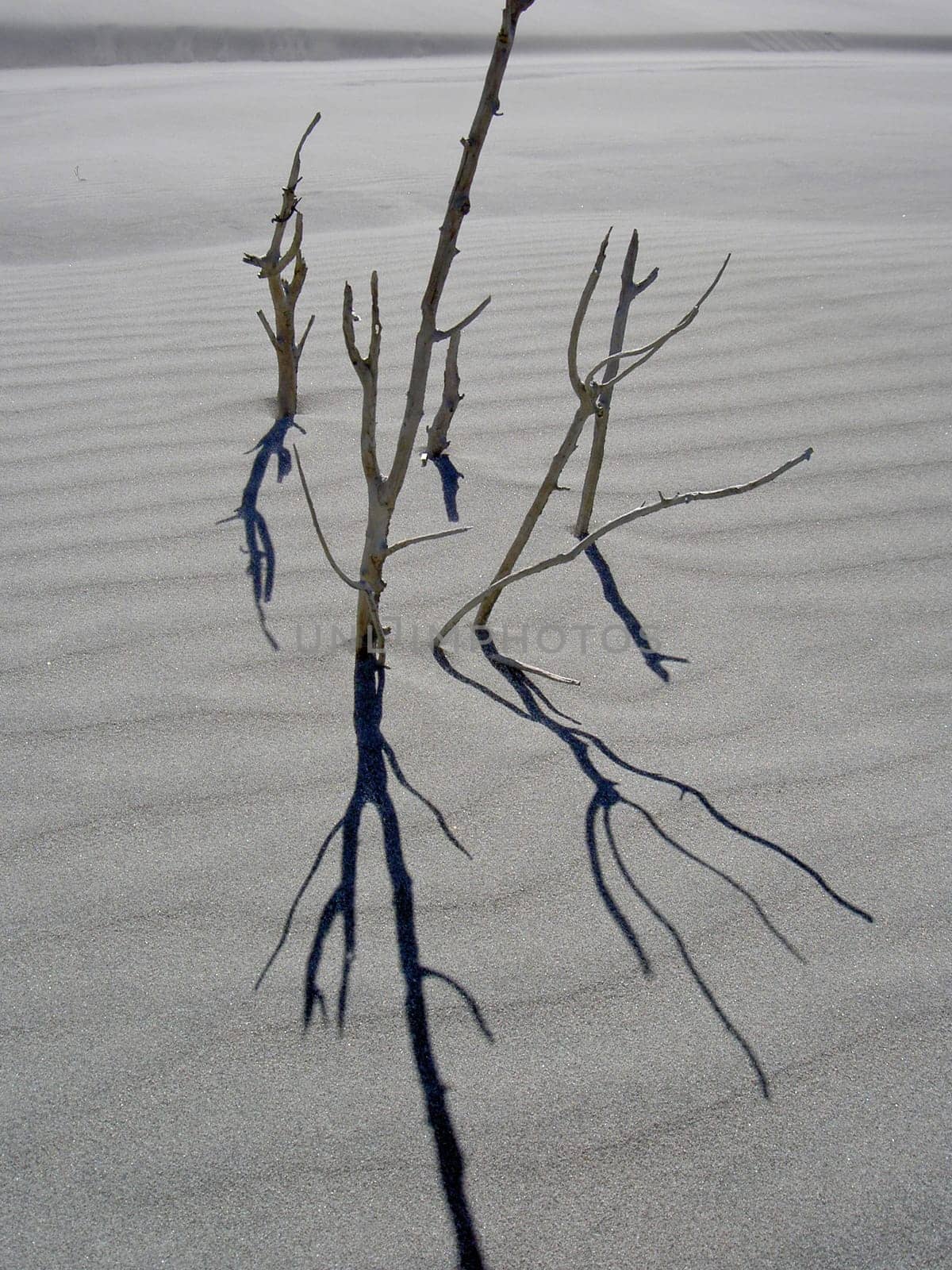 Sand dunes in New Zealand