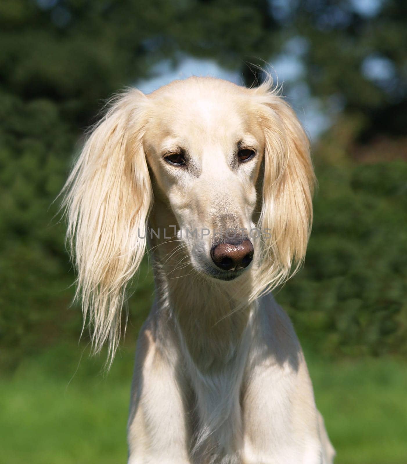 Portrait of Saluki