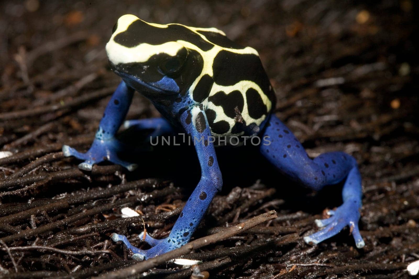 Exotic frog
