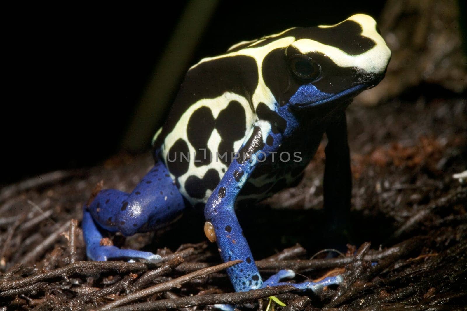 Exotic frog