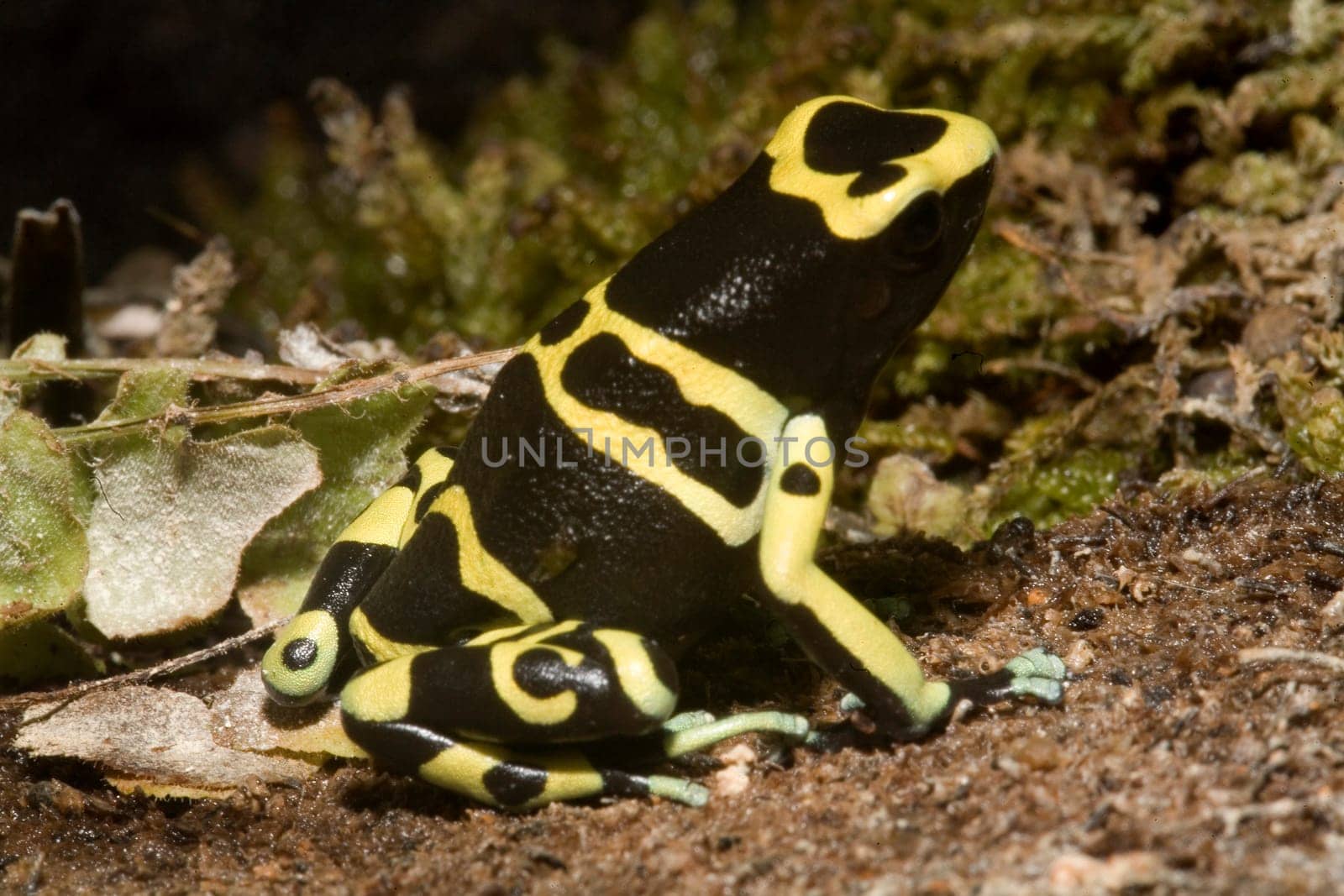 Exotic frog