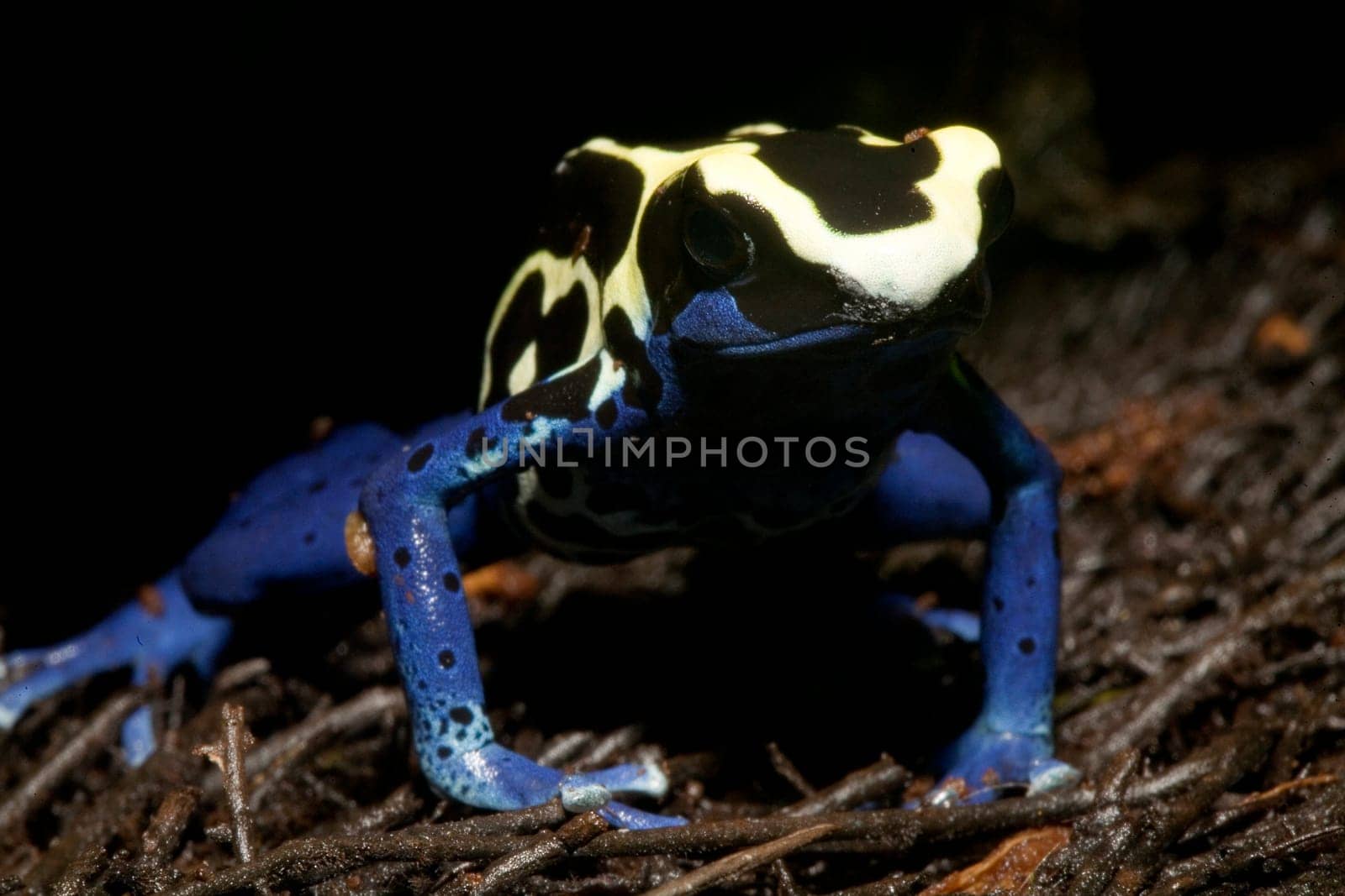 Exotic frog