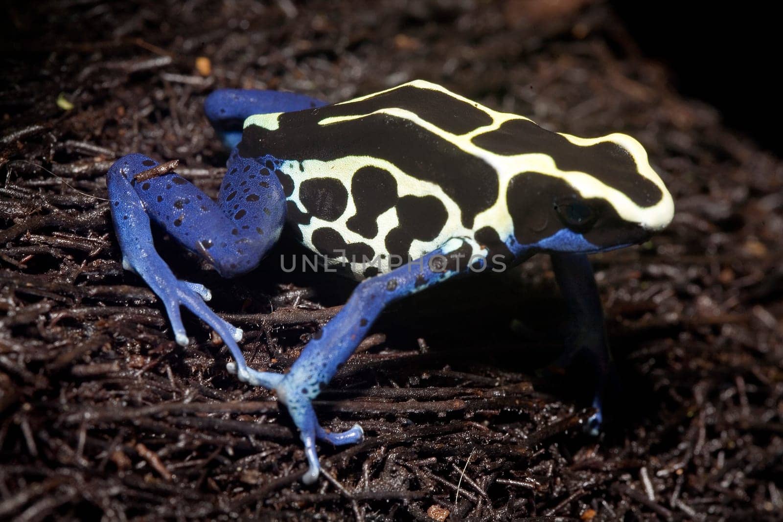 Exotic frog