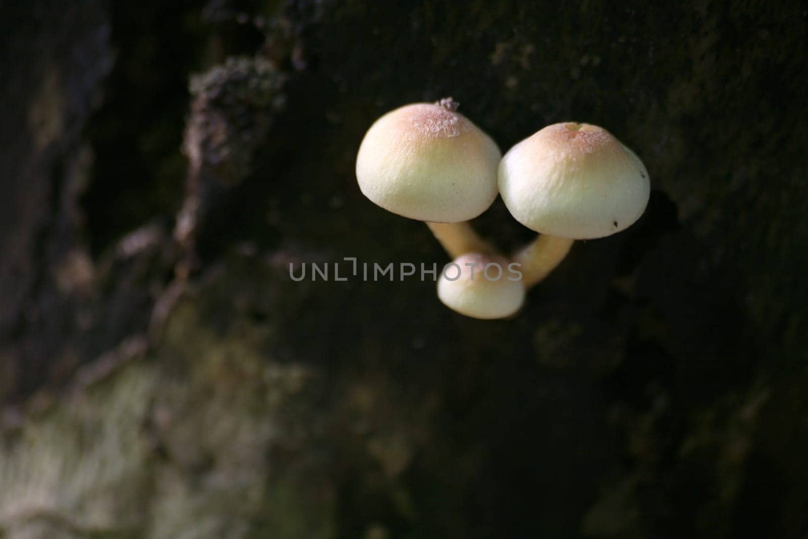 Sulfur heads