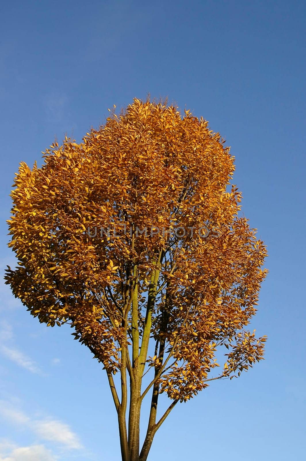 Beech in late autumn