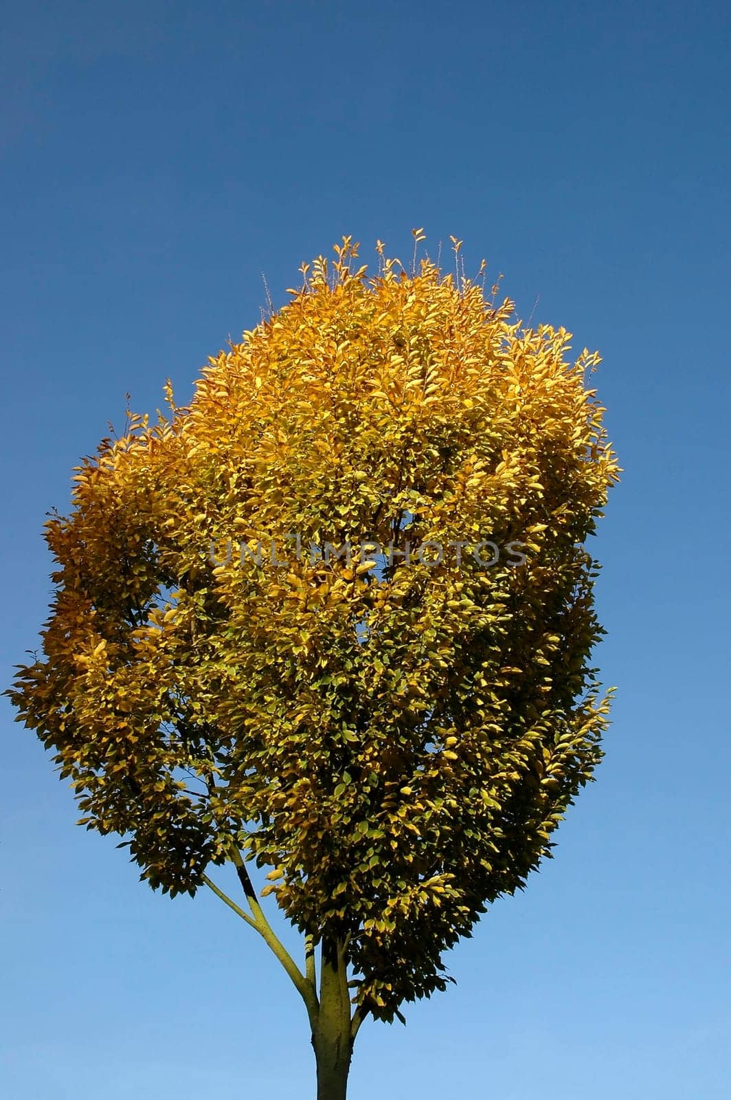 Beech in the evening light