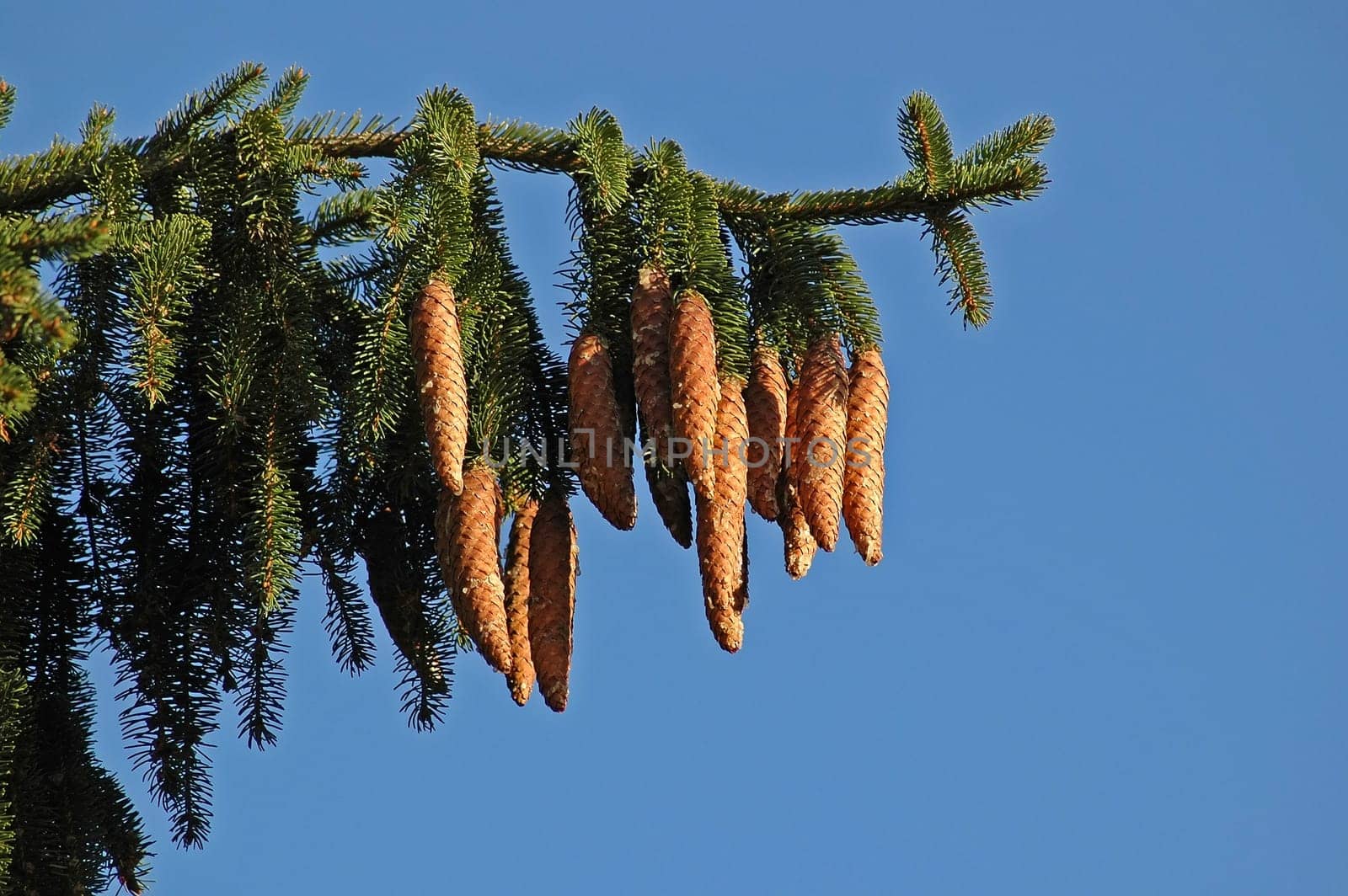Fir cone