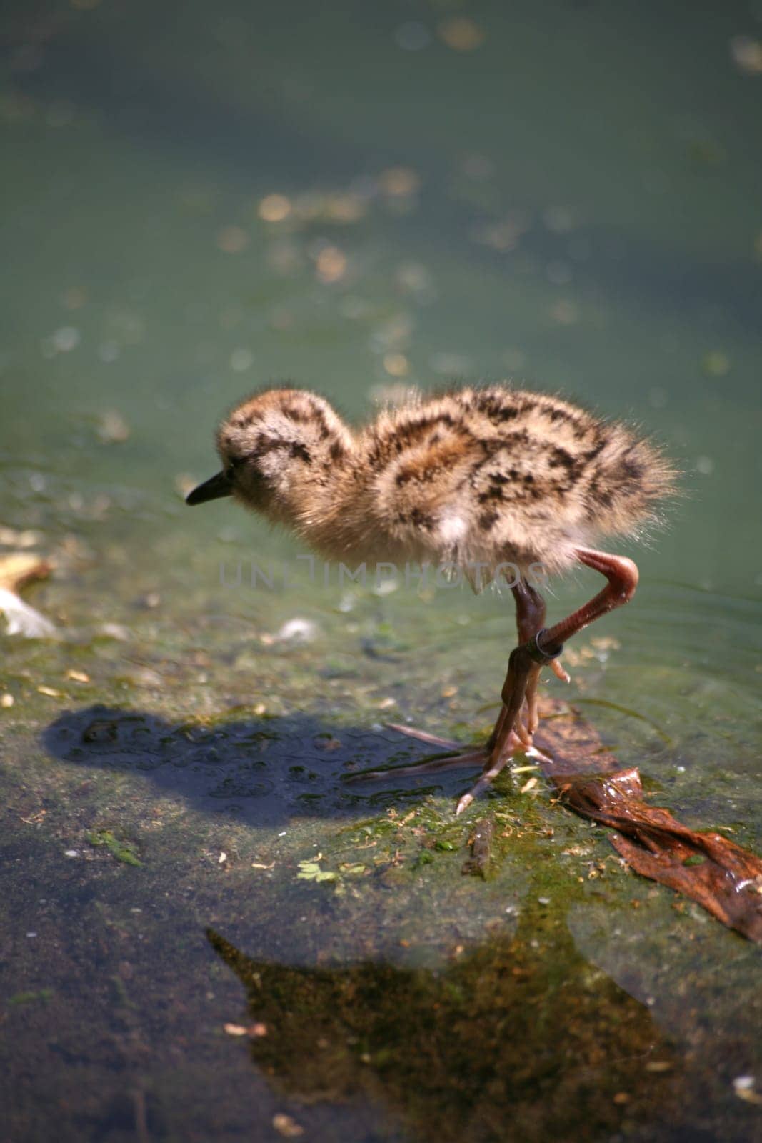 Very young chick