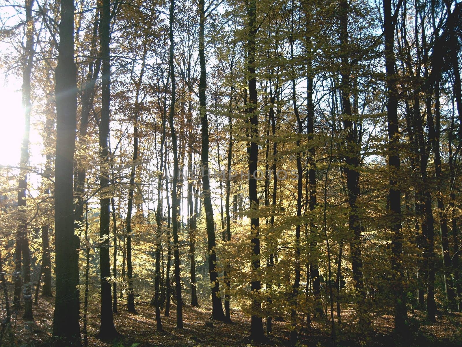 Autumn forest