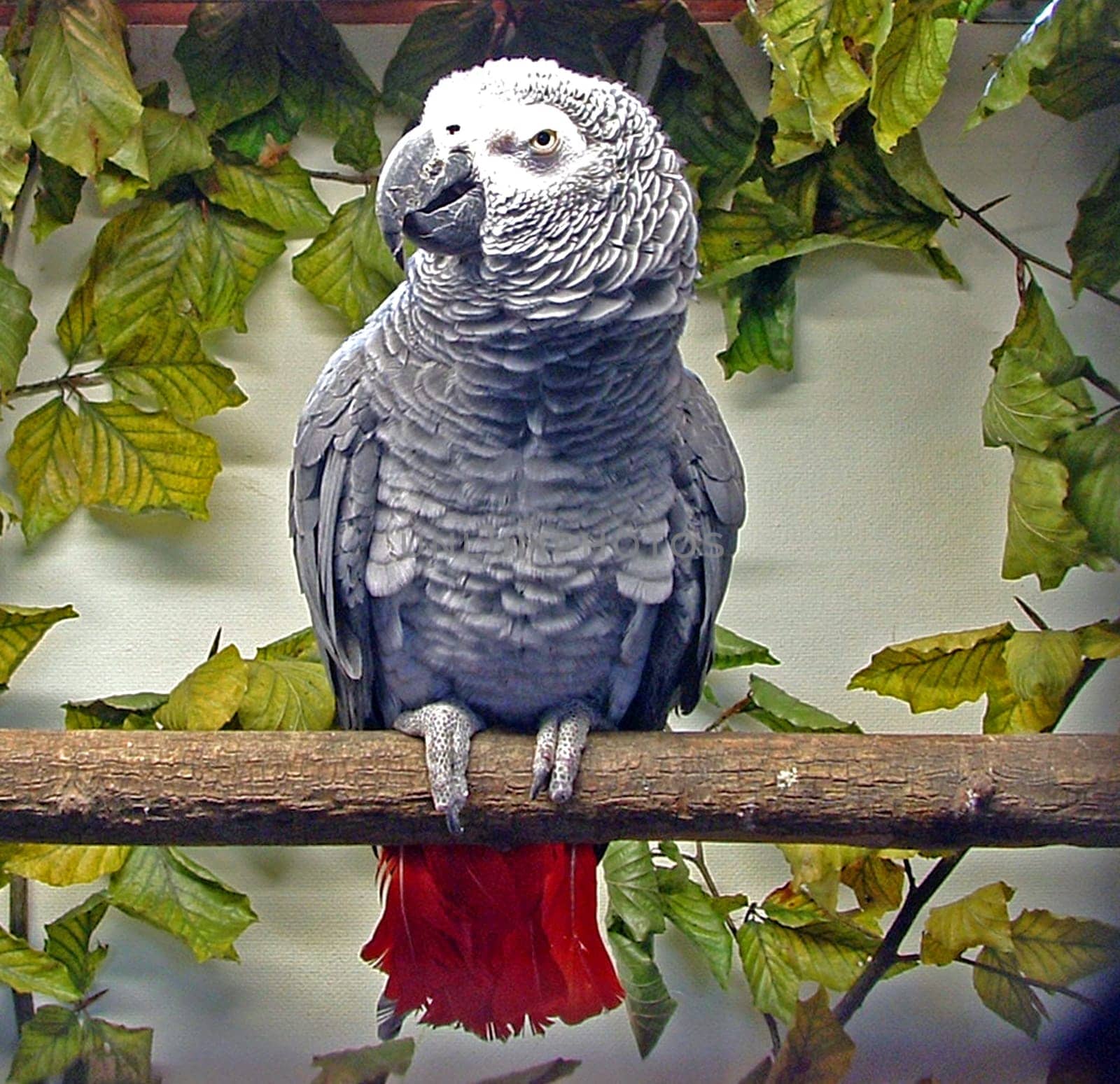Congo Grey Parrot