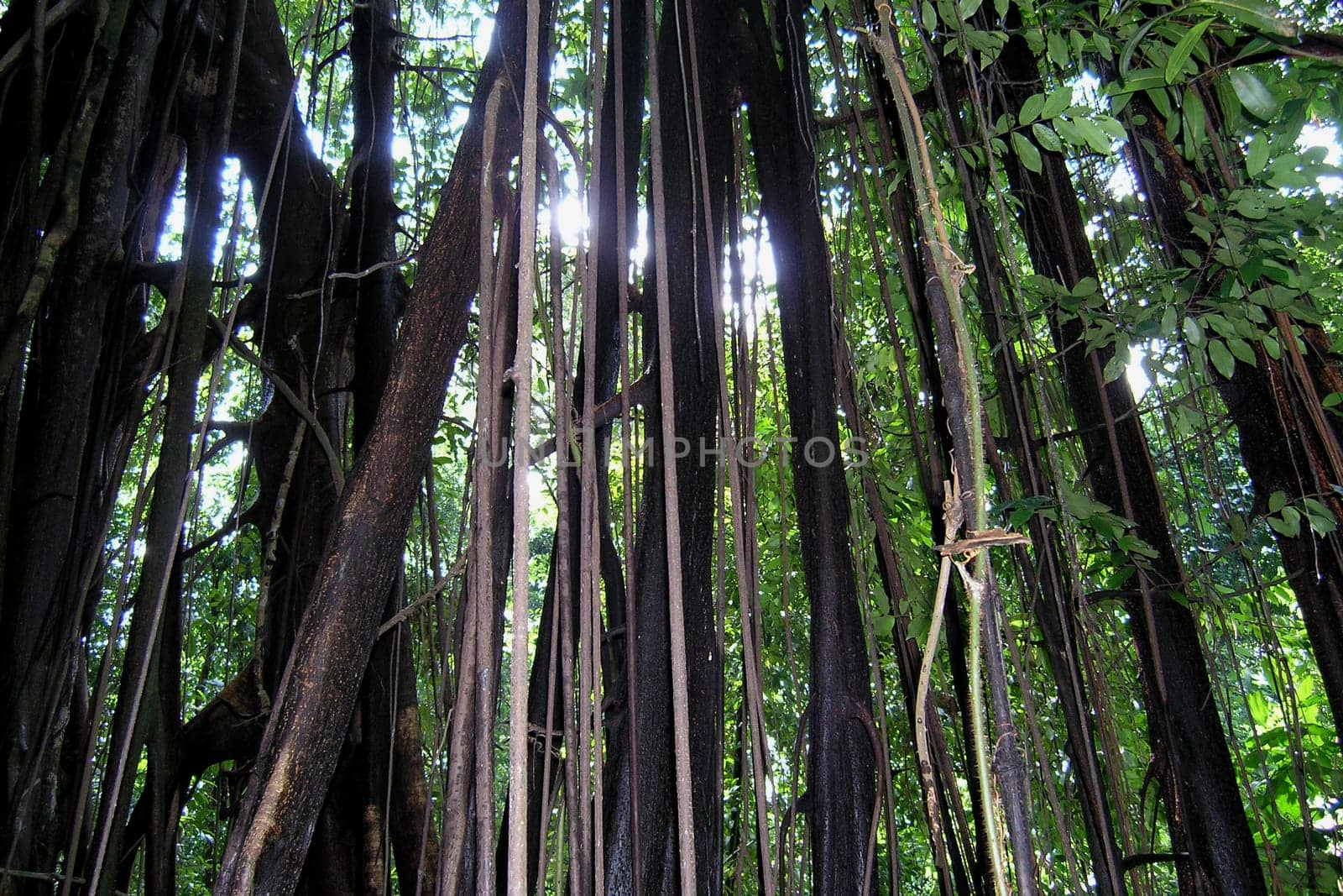 I photographed these aerial roots of a strangler fig in Singapore.