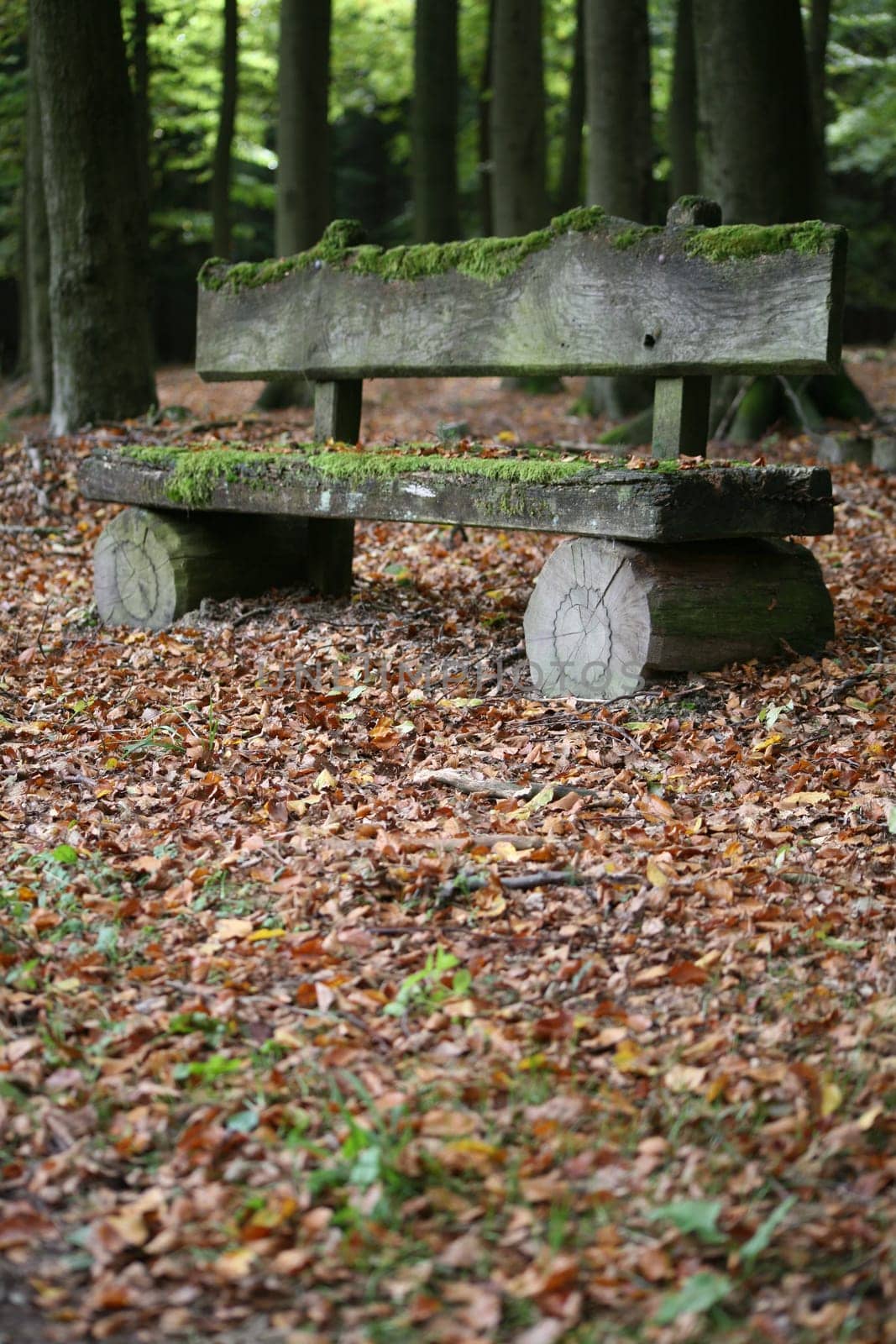 Mossy bench in an autumnal forest