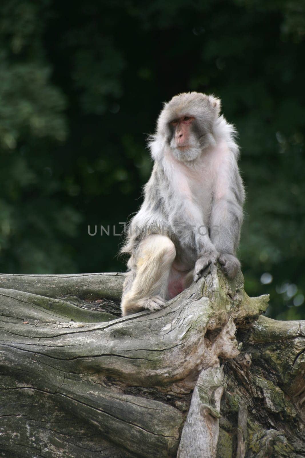 Rhesus macaque