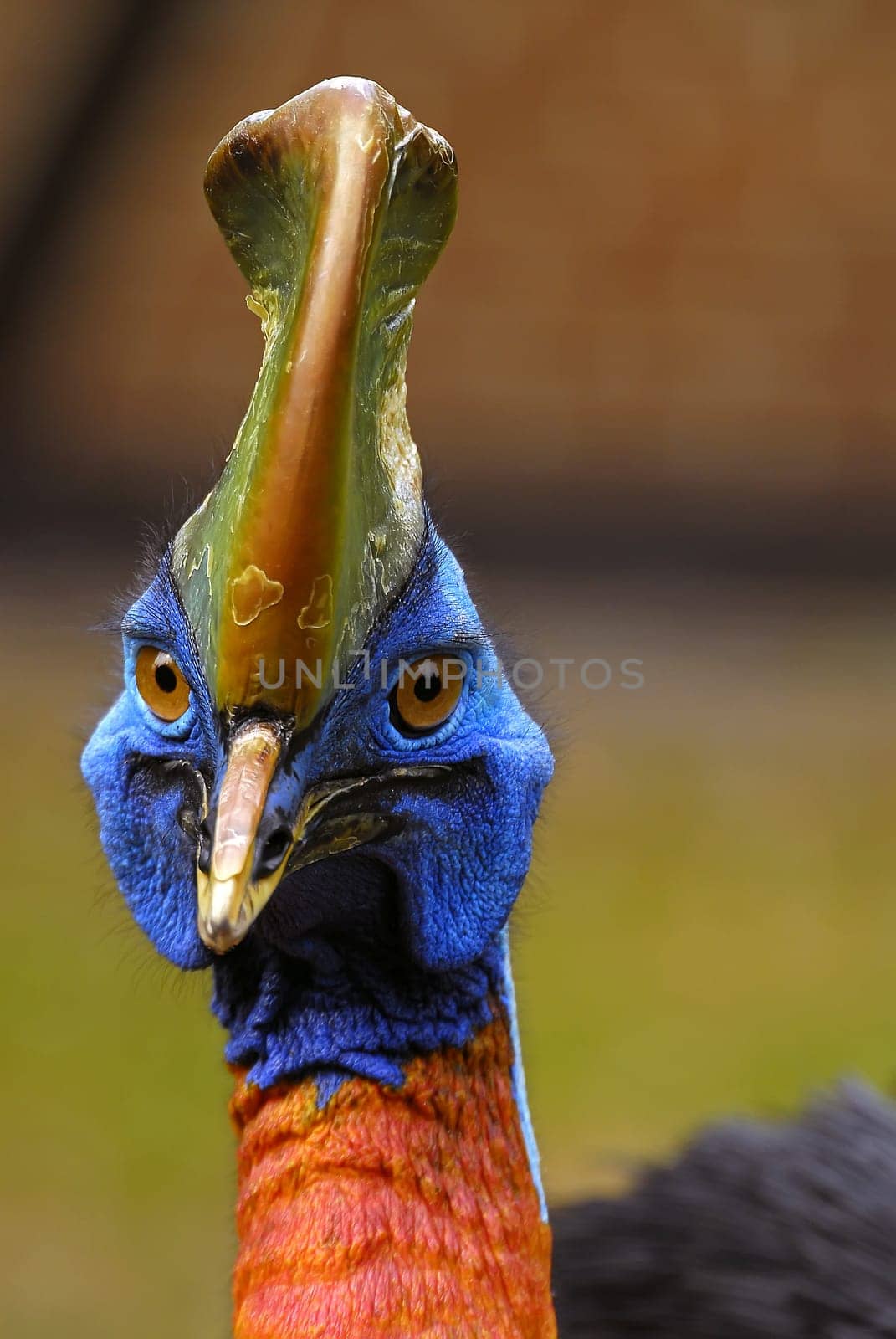 The cassowaries (Casuariidae,Casuarius) are large flightless birds and belong to the order of ratites (Struthioniformes). The distribution area mainly includes the island of New Guinea,one of the three species also lives on the Australian Cape York Hal