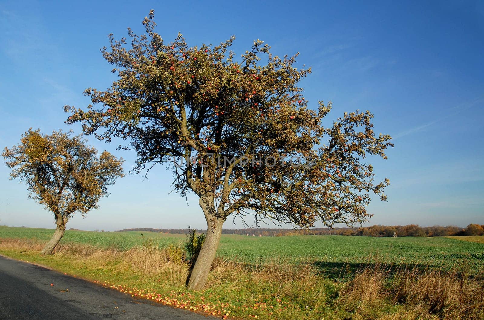 With this picture of our country road I wish you a nice weekend. The weather is supposed to be nice and maybe I'll get some apples that still fall down here during a walk.....!:-)