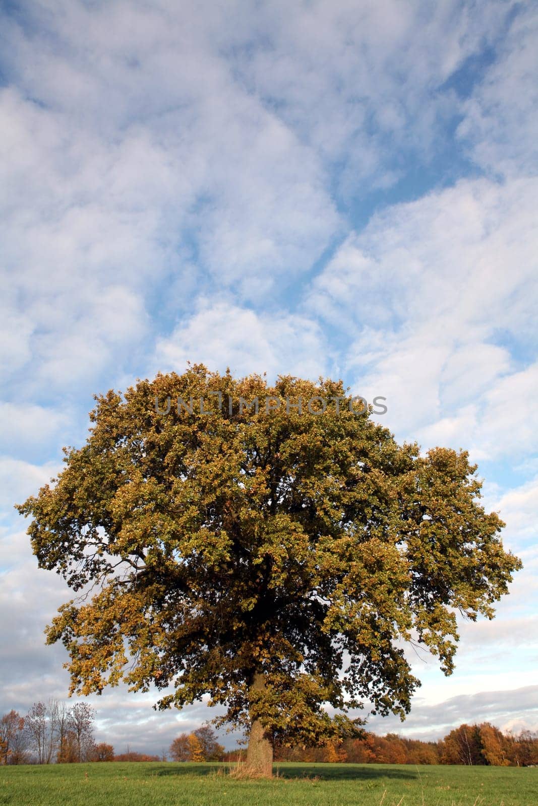 Solitary pedunculate oak