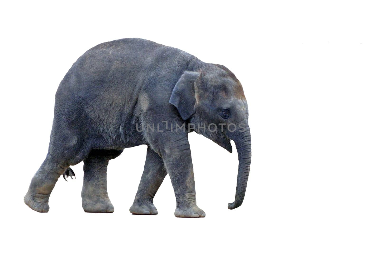 Baby elephant