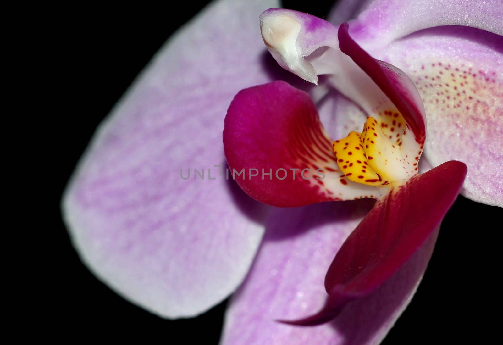 my first pic with Pentax K 10 D -)