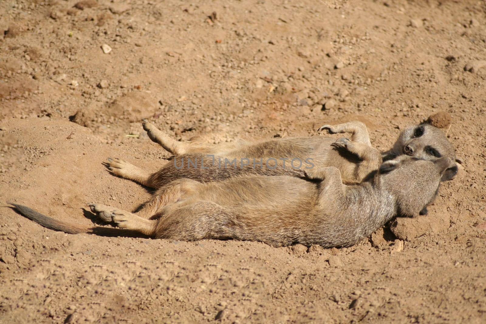 Sunbath