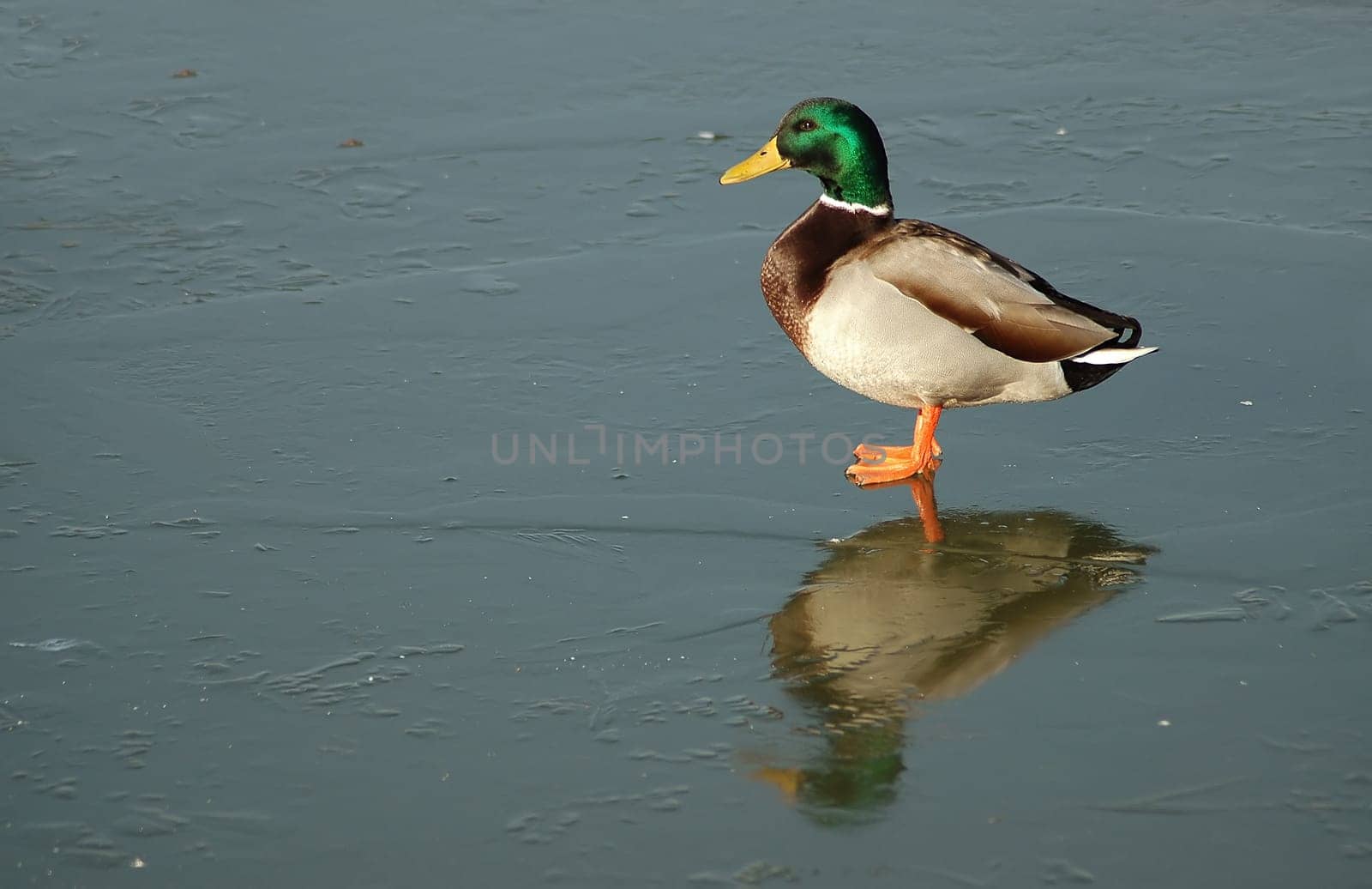 Since I'm currently digging through the archive again,there are also a few winter pictures. With the frost,that will probably take a while. With the spring-like temperatures,you don't even think about frozen lakes.....!