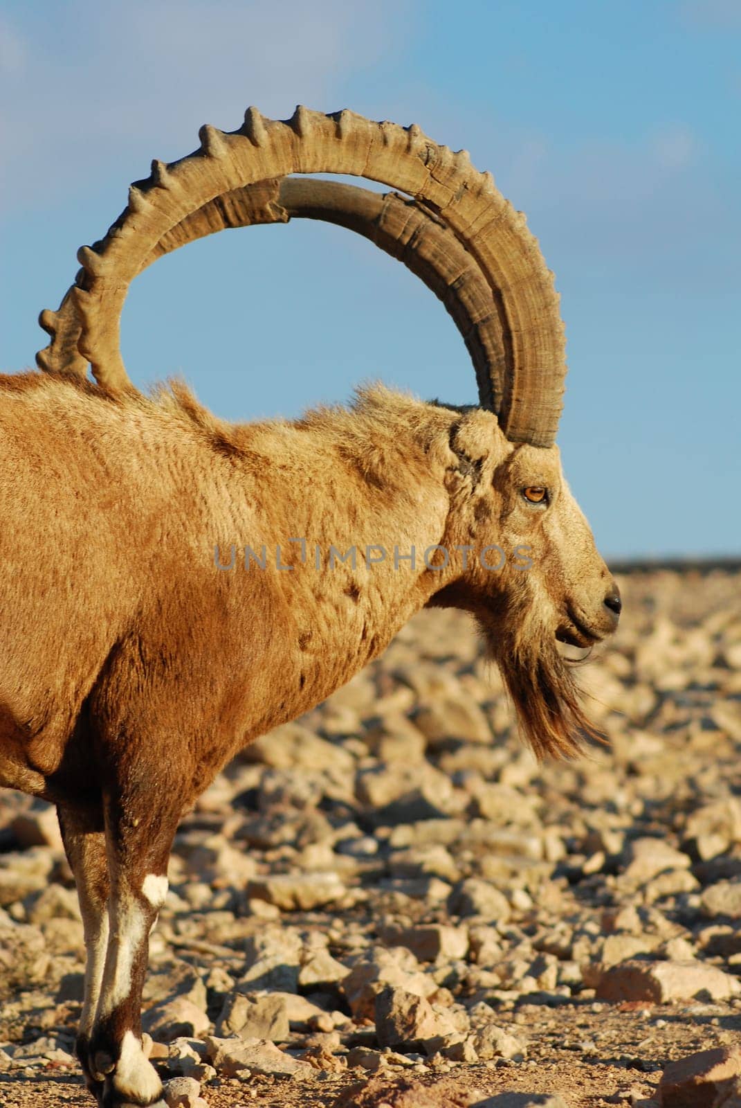 Capricorn