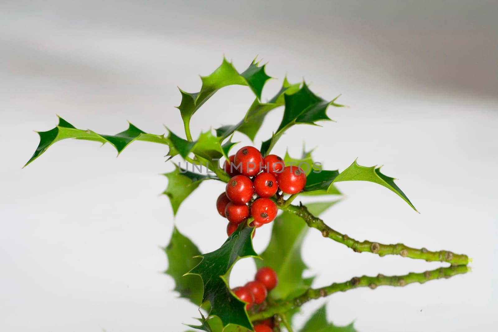 Ilex branch with berries