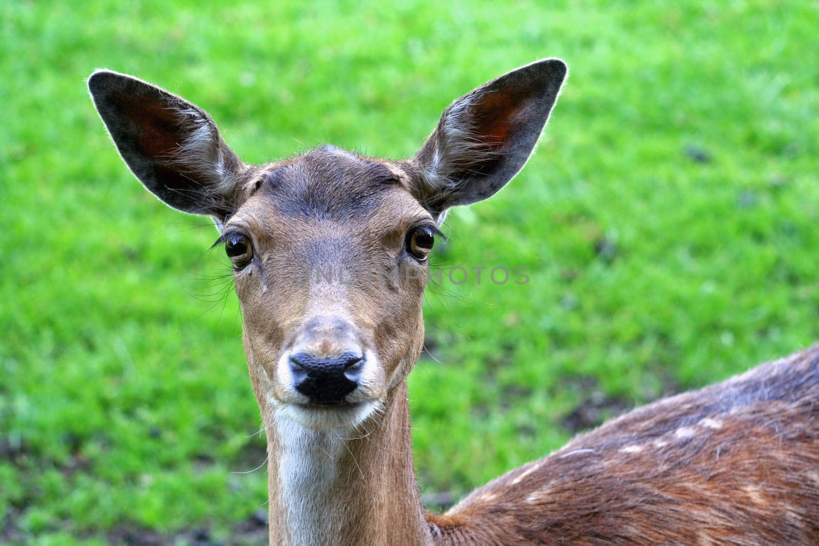 Fallow deer