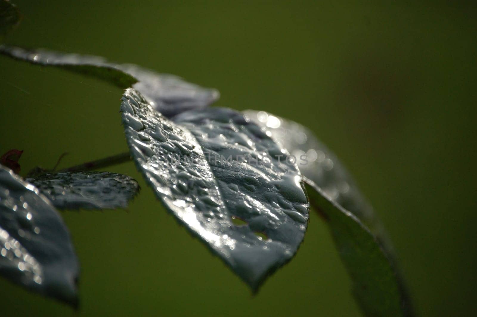 Morning dew in November