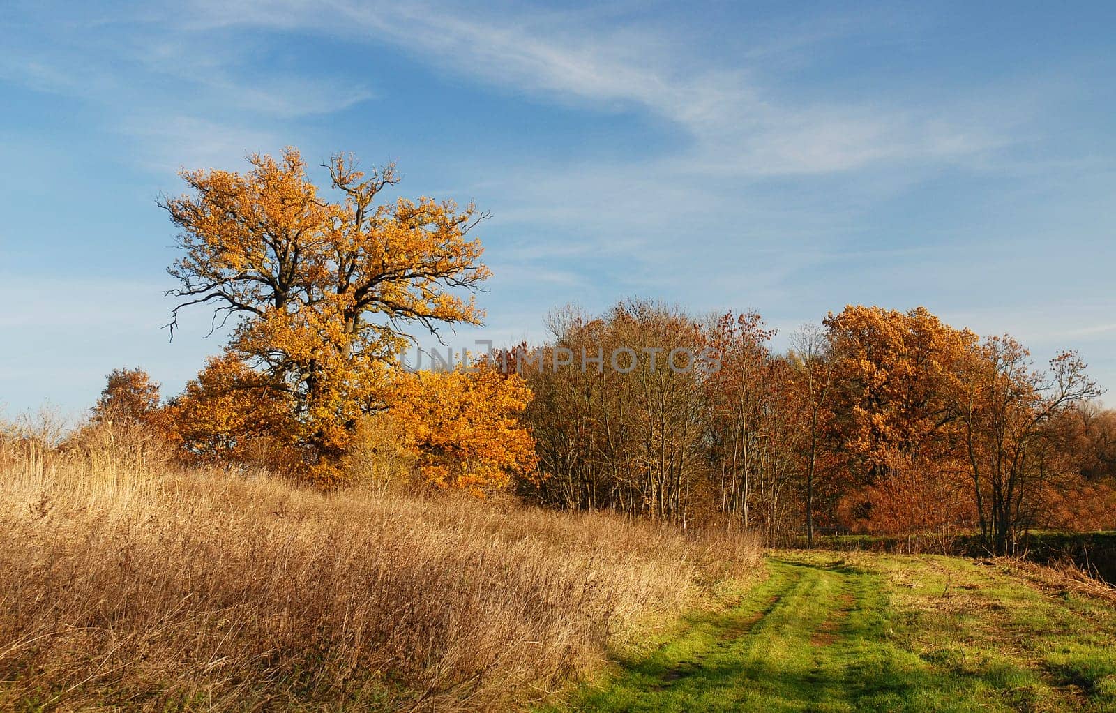 Between field and forest