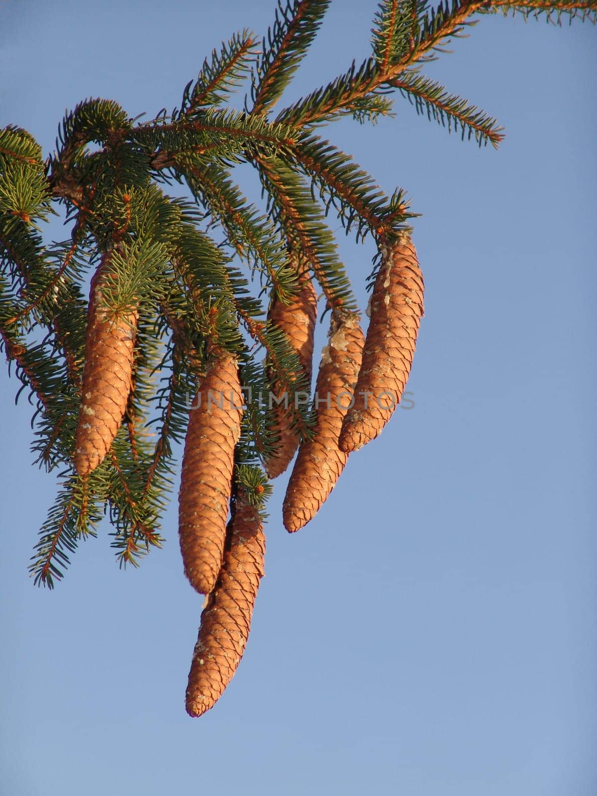 Spruce cone