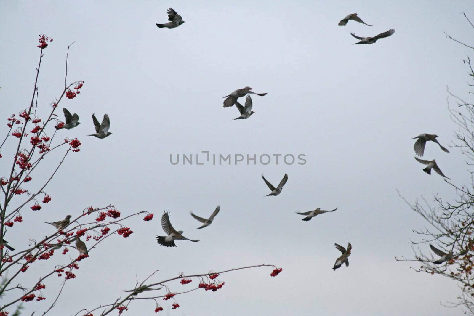 Juniper thrushes