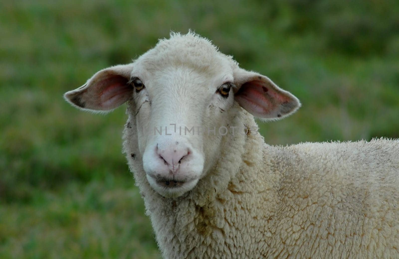 Sheep view