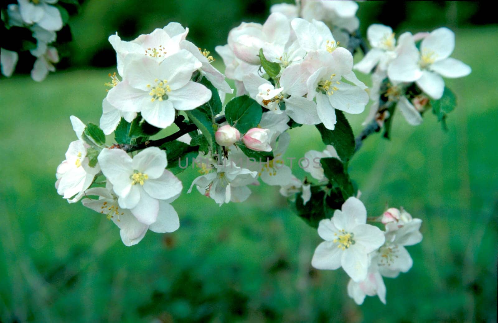 apple blossom