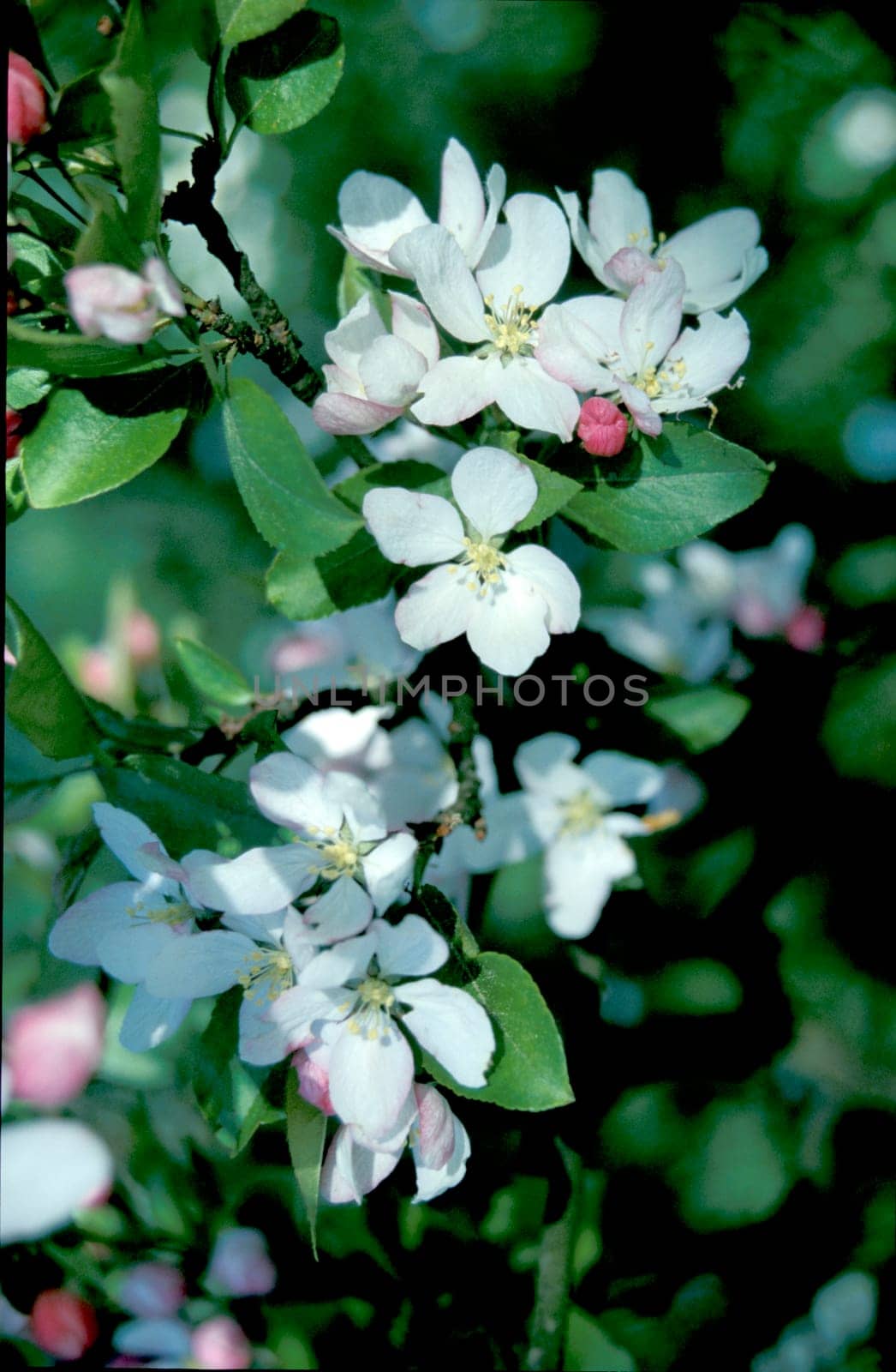 Apple Blossom