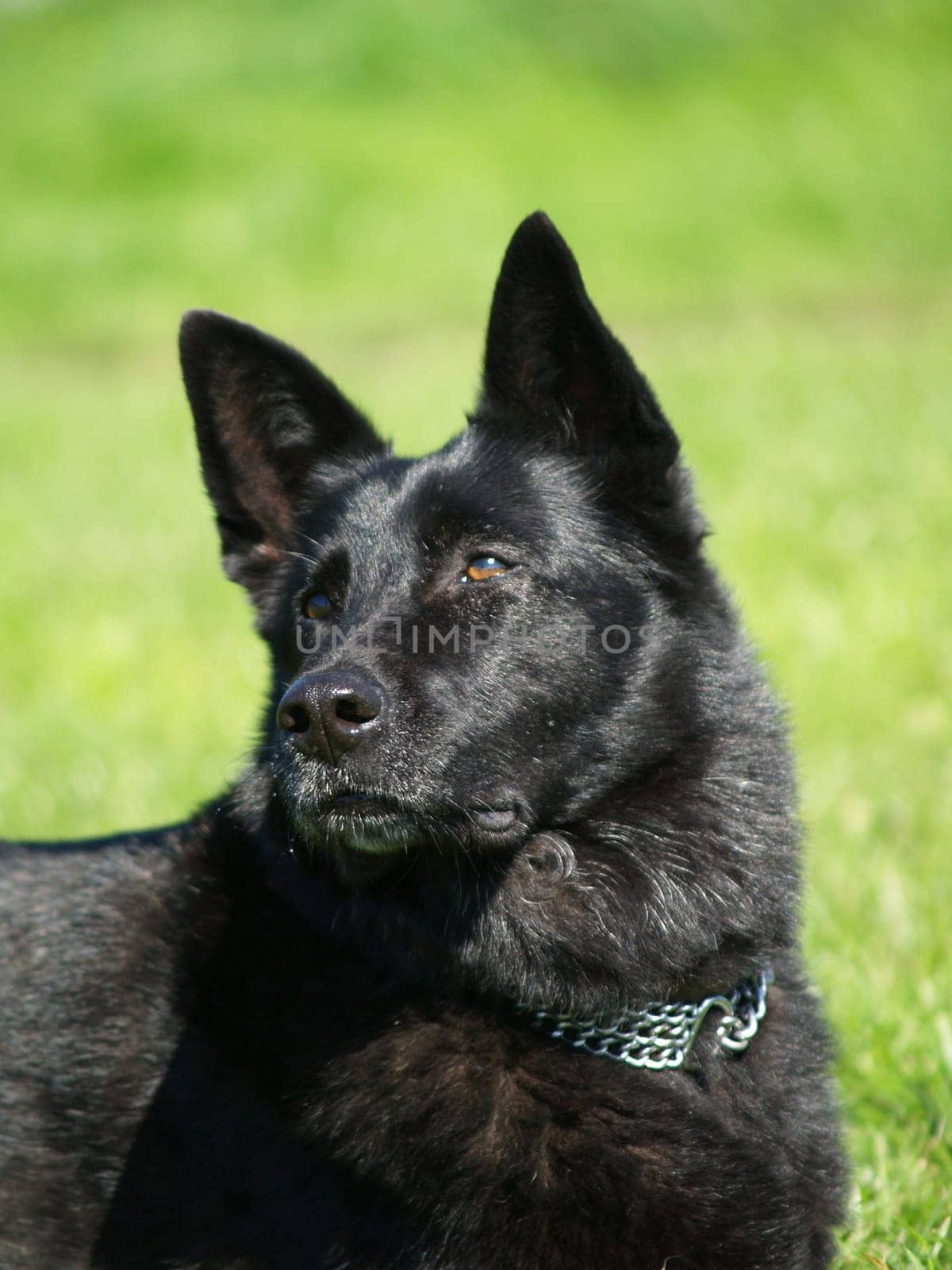 black shepherd dog