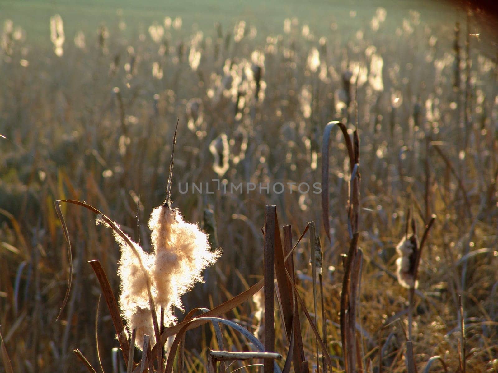 Cattail