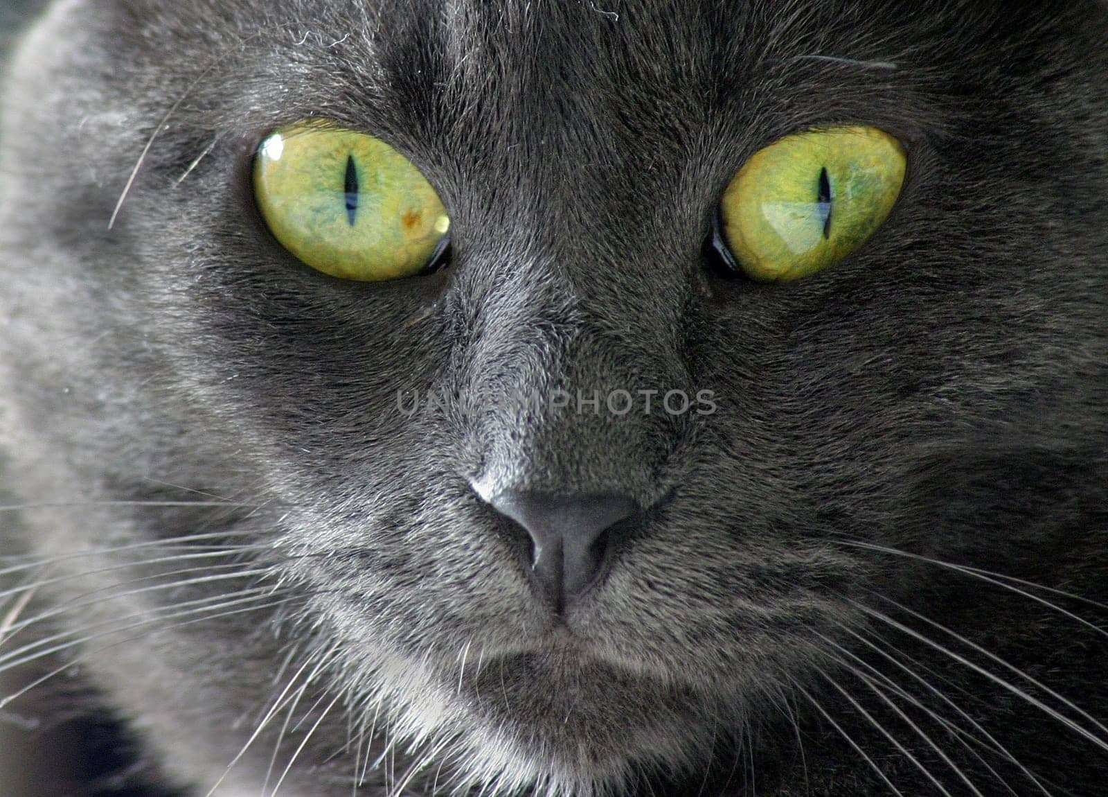 Eyes