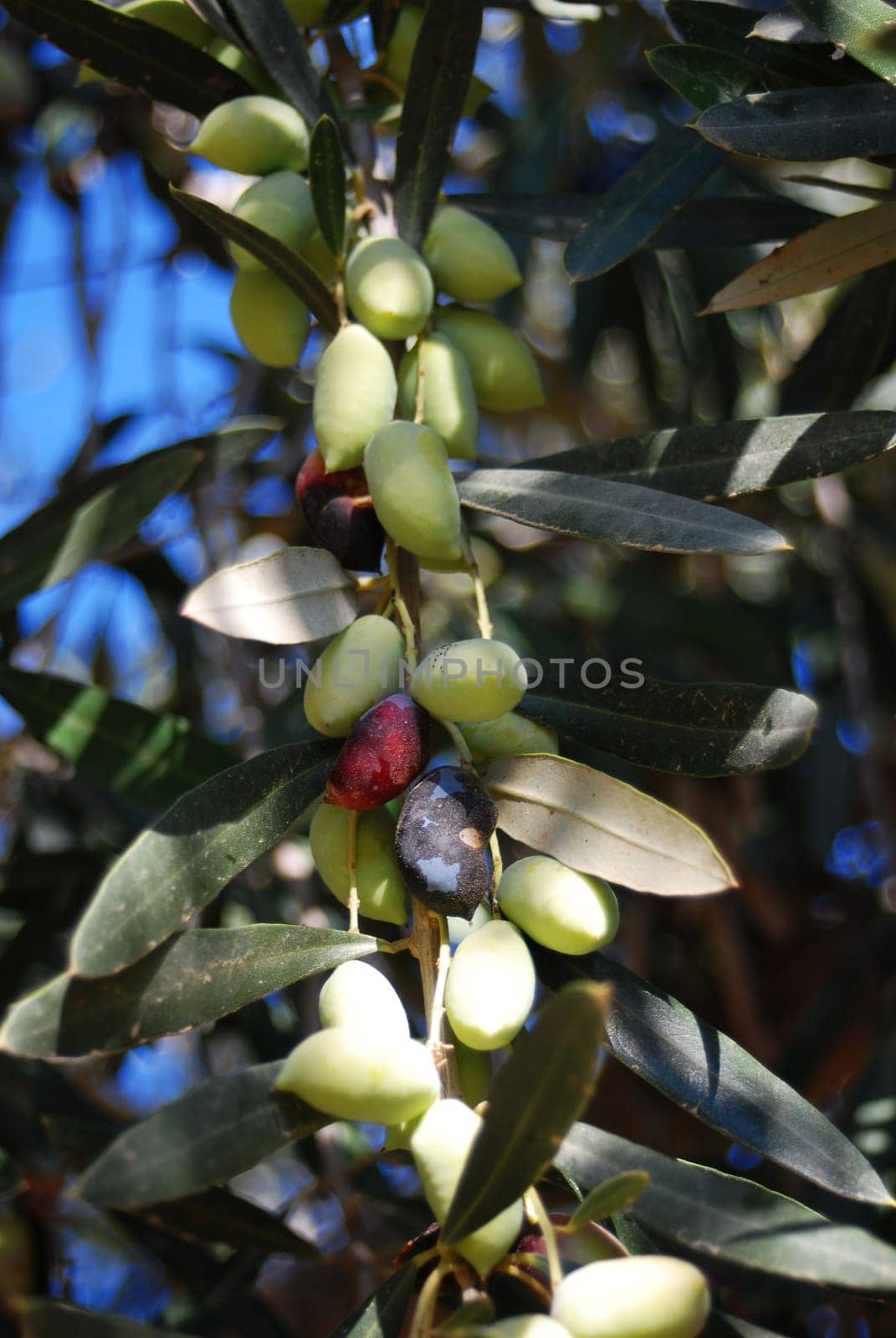 Olives