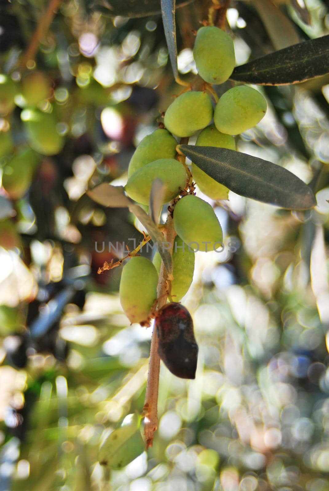 Olives