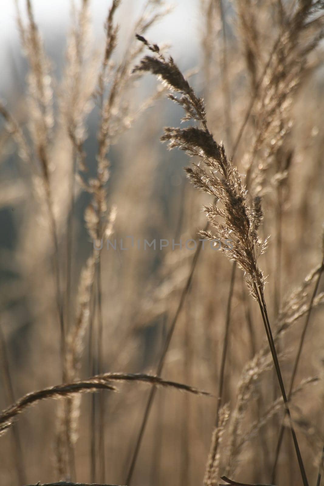 Grasses